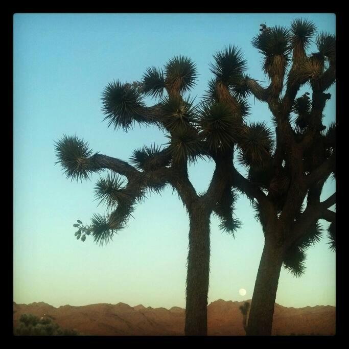 Steph'S Panorama Paradise-Nat'L Park Minutes Away Joshua Tree Exterior photo